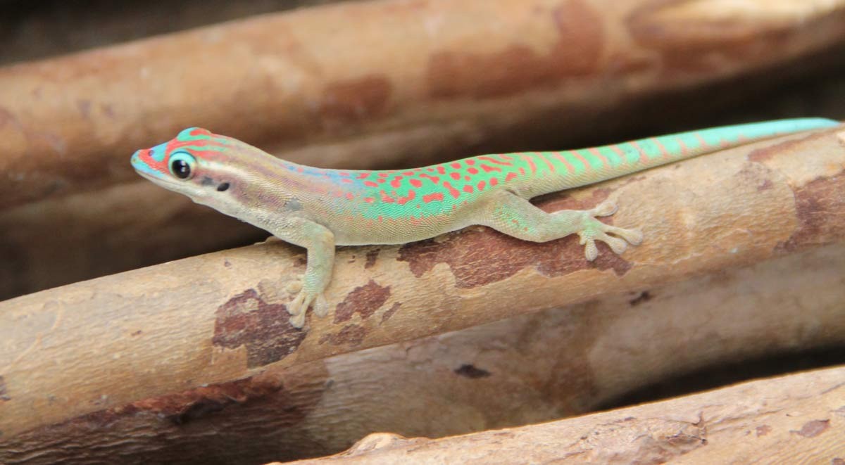 lizard-(fi)